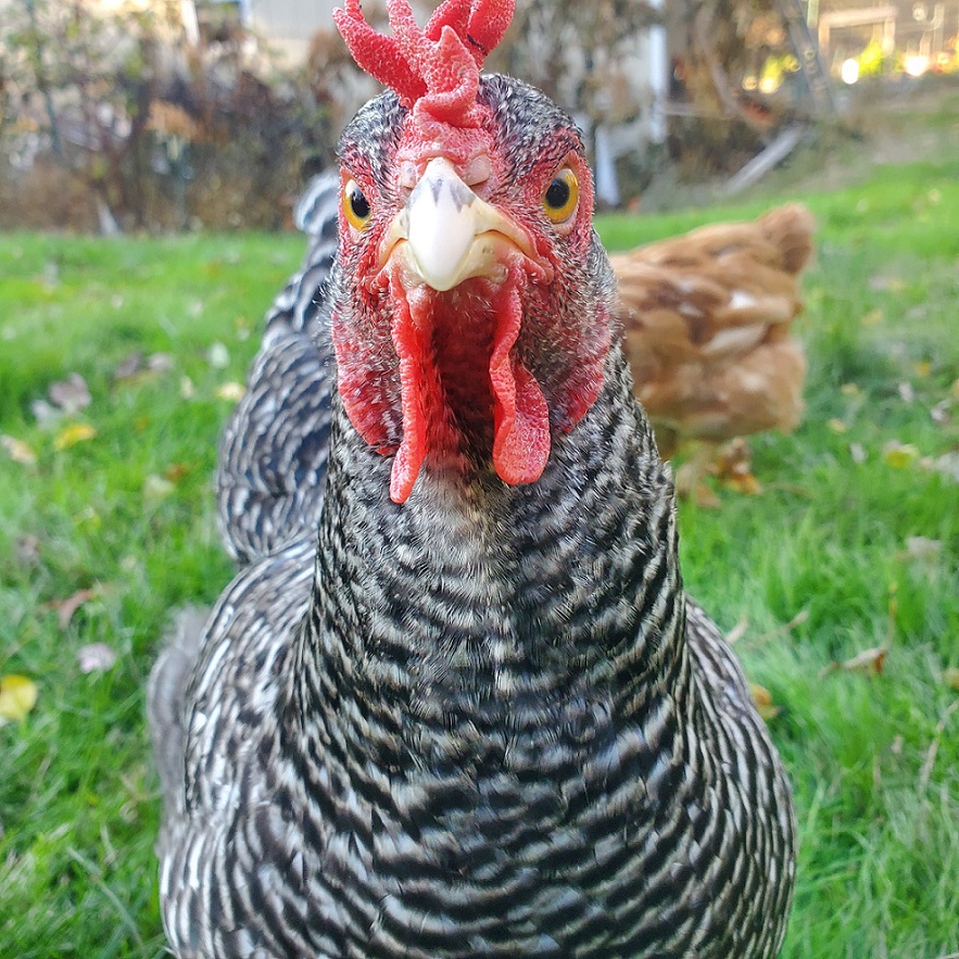 Chicken Keeping 101, The Quick Version!