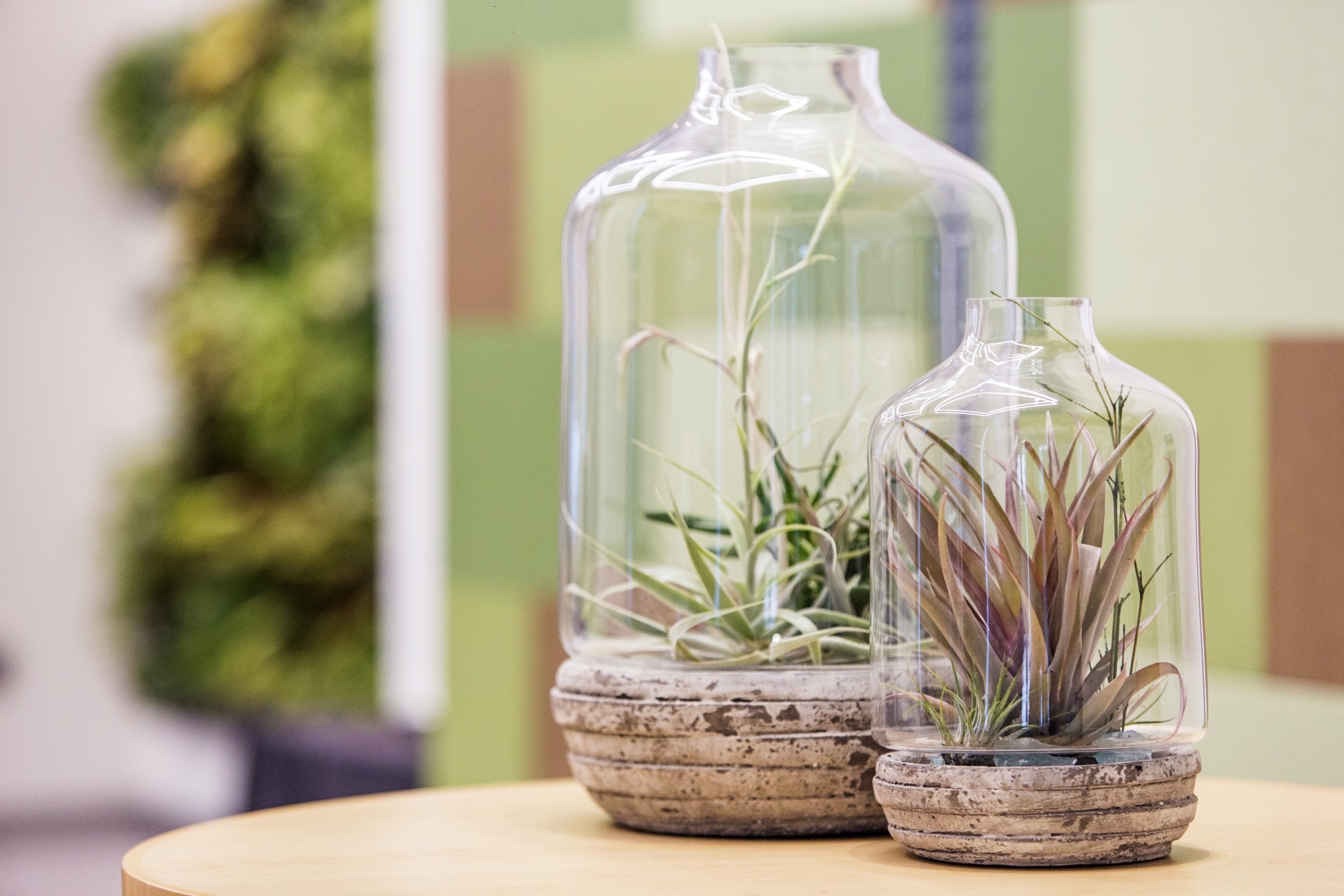 Air Plant Care & Guidance