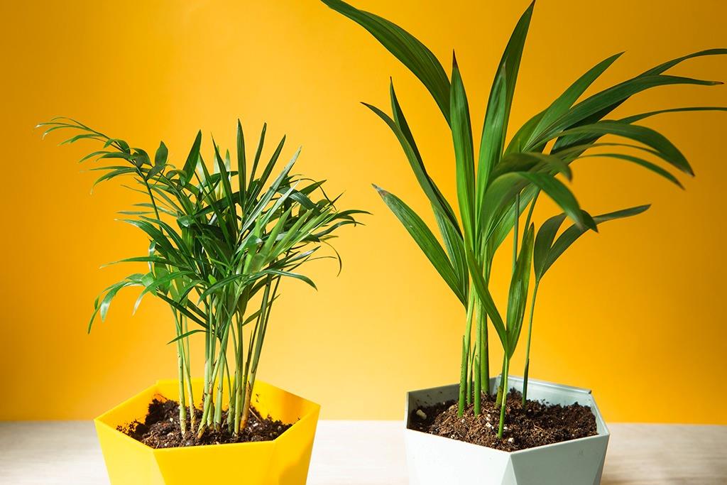 Bamboo Palm: The Perfect Plant for Healthier, Greener Corporate Workspaces
