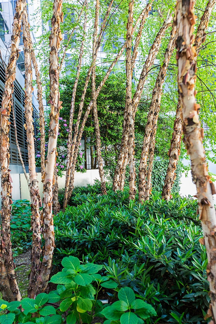 Outdoor Landscaping in Manhattan Apartment Garden