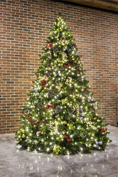 A brick façade, in combination with polished concrete floors, creates the perfect stage for this evergreen tree.