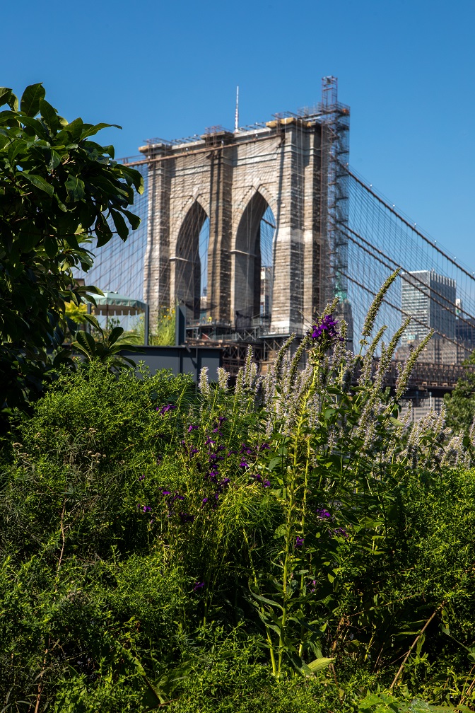 A mix of specimen trees and perennial plantings create a lush frame to highlight the spectacular views of the Brooklyn Bridge